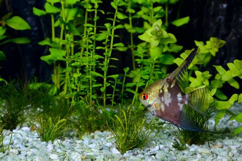 fish plant food